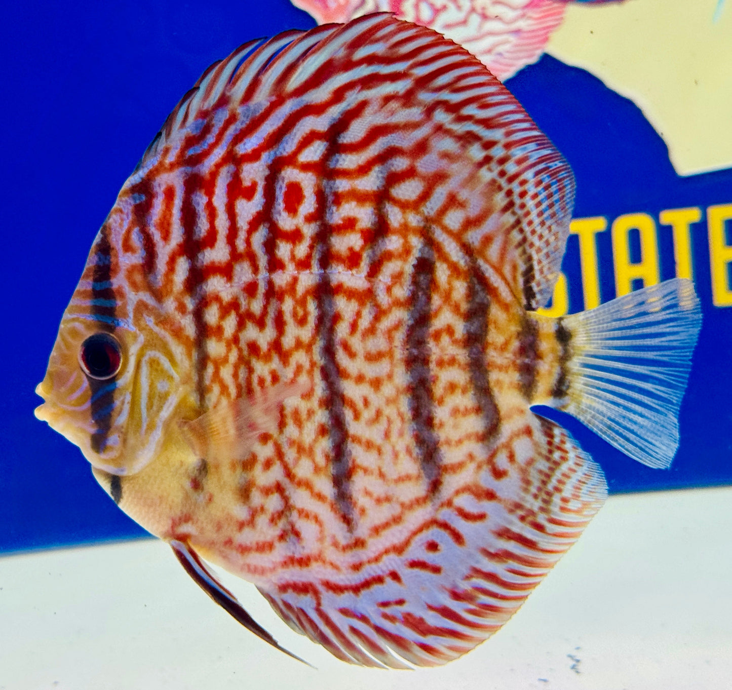 Red Spotted Kl Discus 5-5.5"