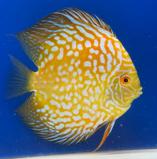 Yellow Pigeon Checkerboard Discus 5-5.5"