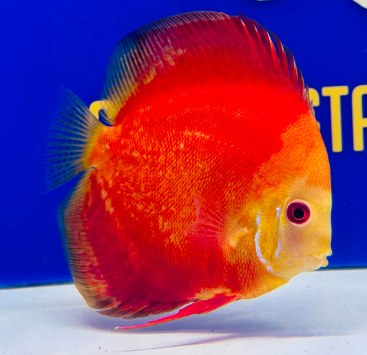 Melon Discus 5-5.5” (WYSIWYG)