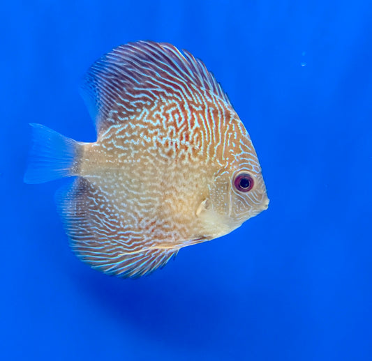 TIGER SNAKESKIN DISCUS 3-3.5"