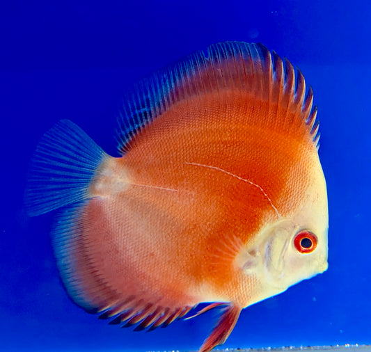 Melon Discus 3-3.5"