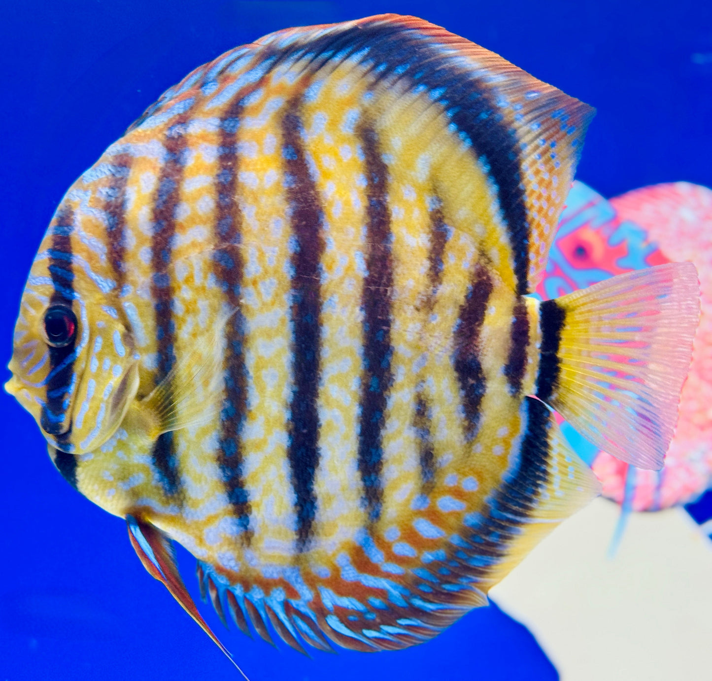 Paraconi Heckle Cross Kl Jumbo Premium Discus 6.5-7.5"