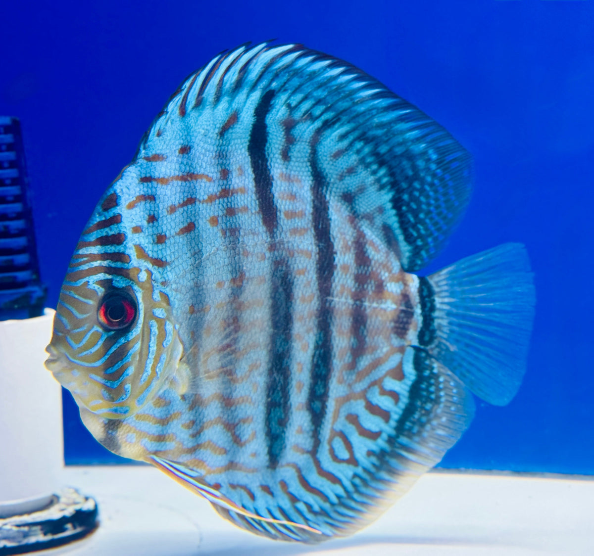 Blue Moon Heckle Cross Premium Kl Discus 6-6.5"