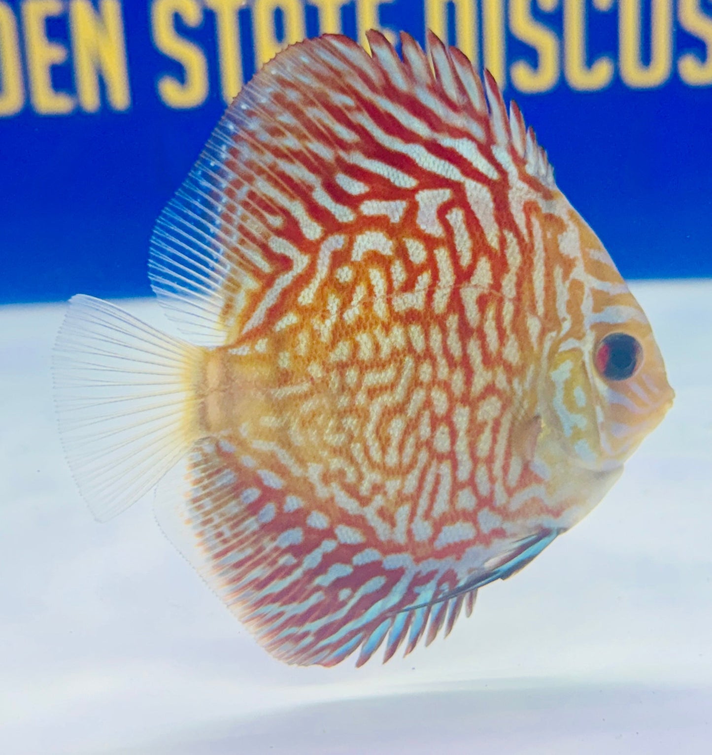 Indiana Tiger Discus 3-3.5"