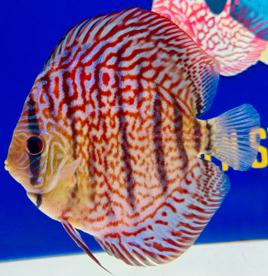 Red Spotted Kl Discus 5-5.5"