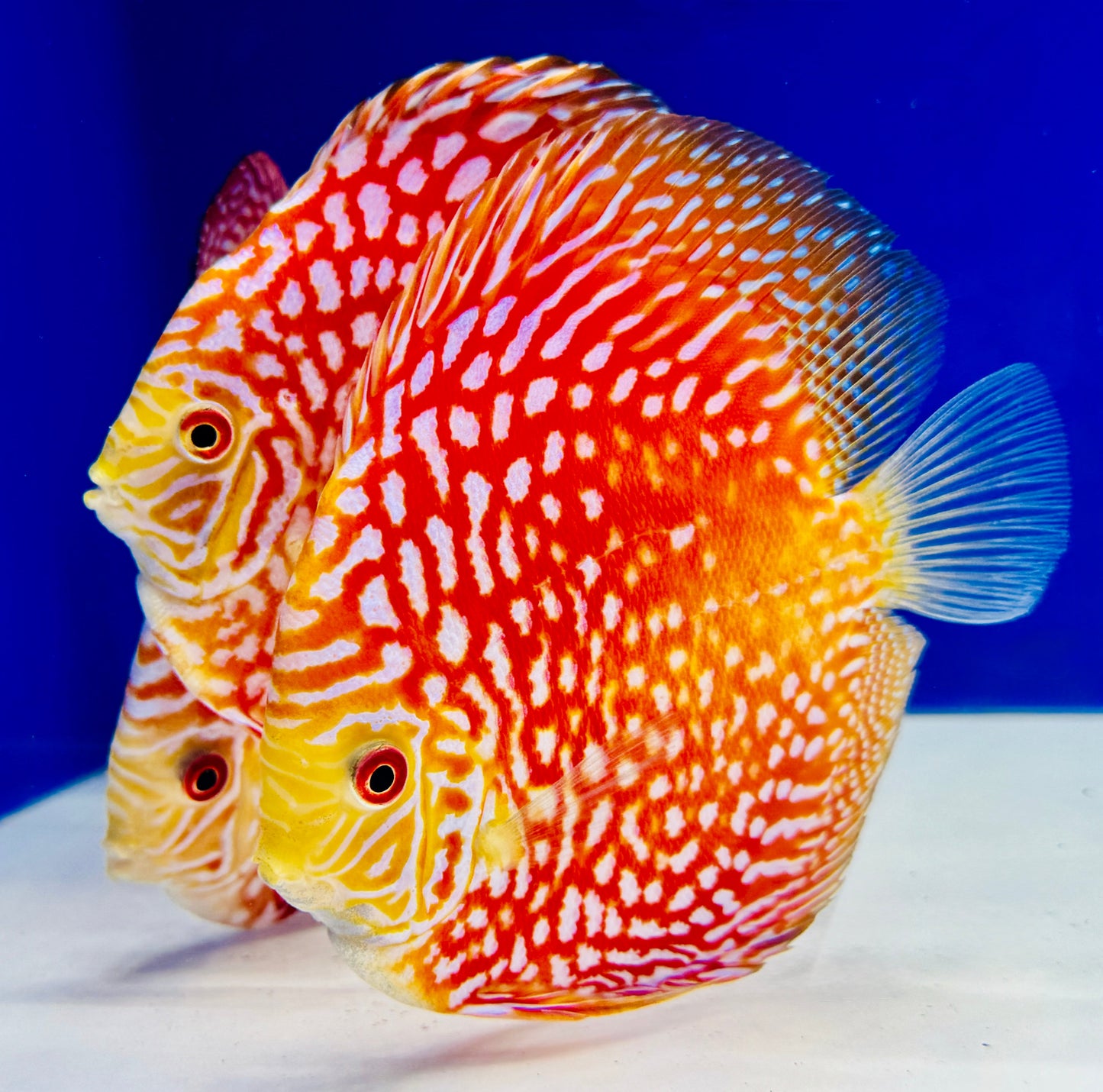 Pigeon Checkerboard Discus 5-5.5"