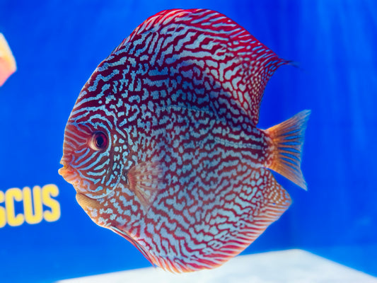 Maze Turquoise Jumbo Premium Discus 6.5-7.5” (WYSIWYG)