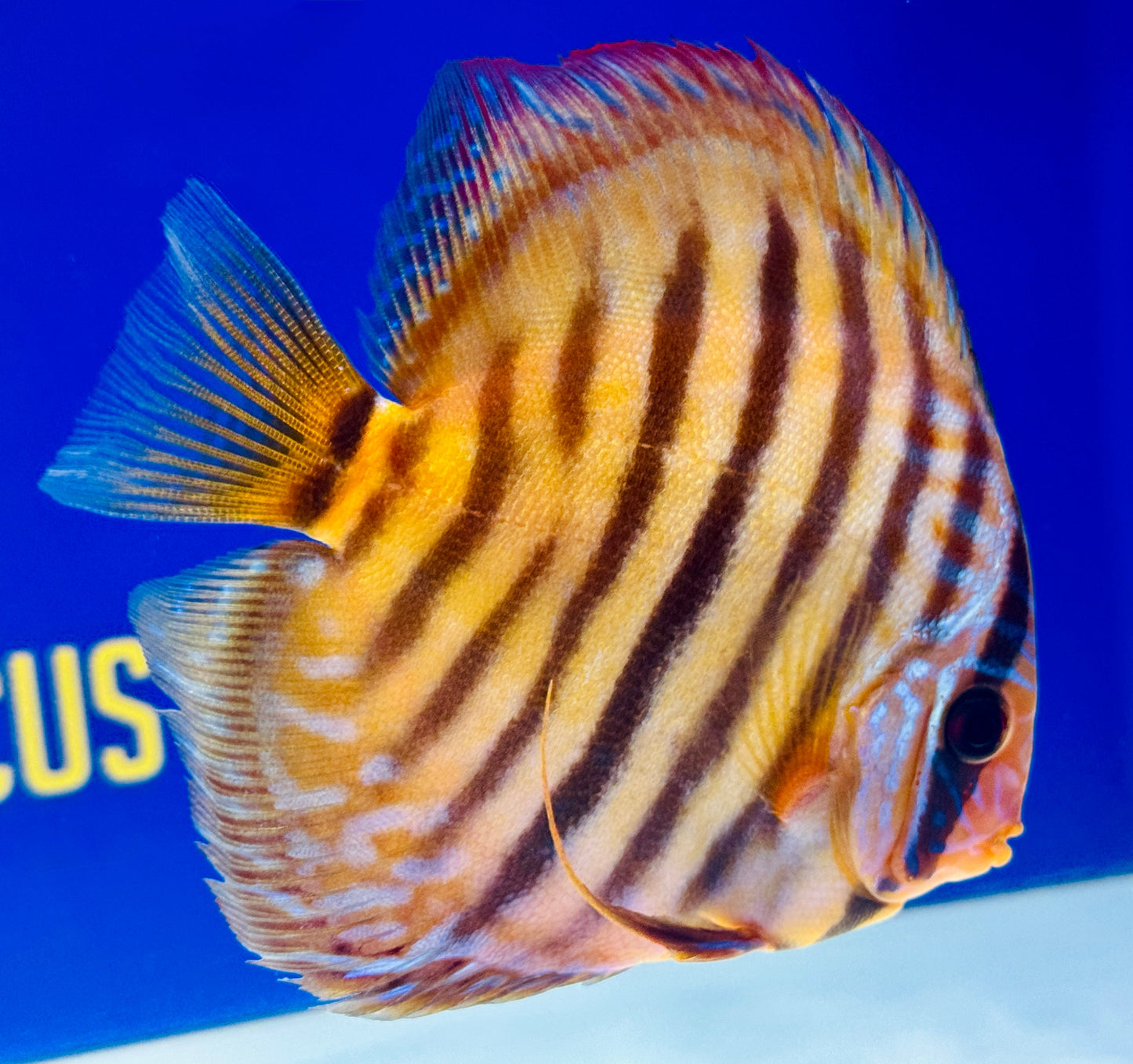 Red Catana KL Discus 5-5.5"