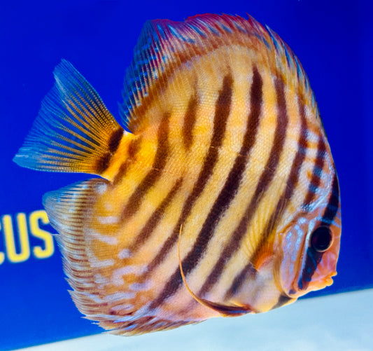 Red Catana KL Discus 5-5.5"