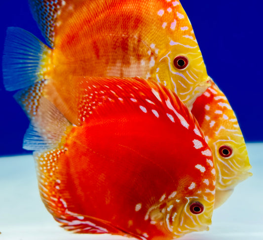 Mateor Pigeon Discus 5-5.5"
