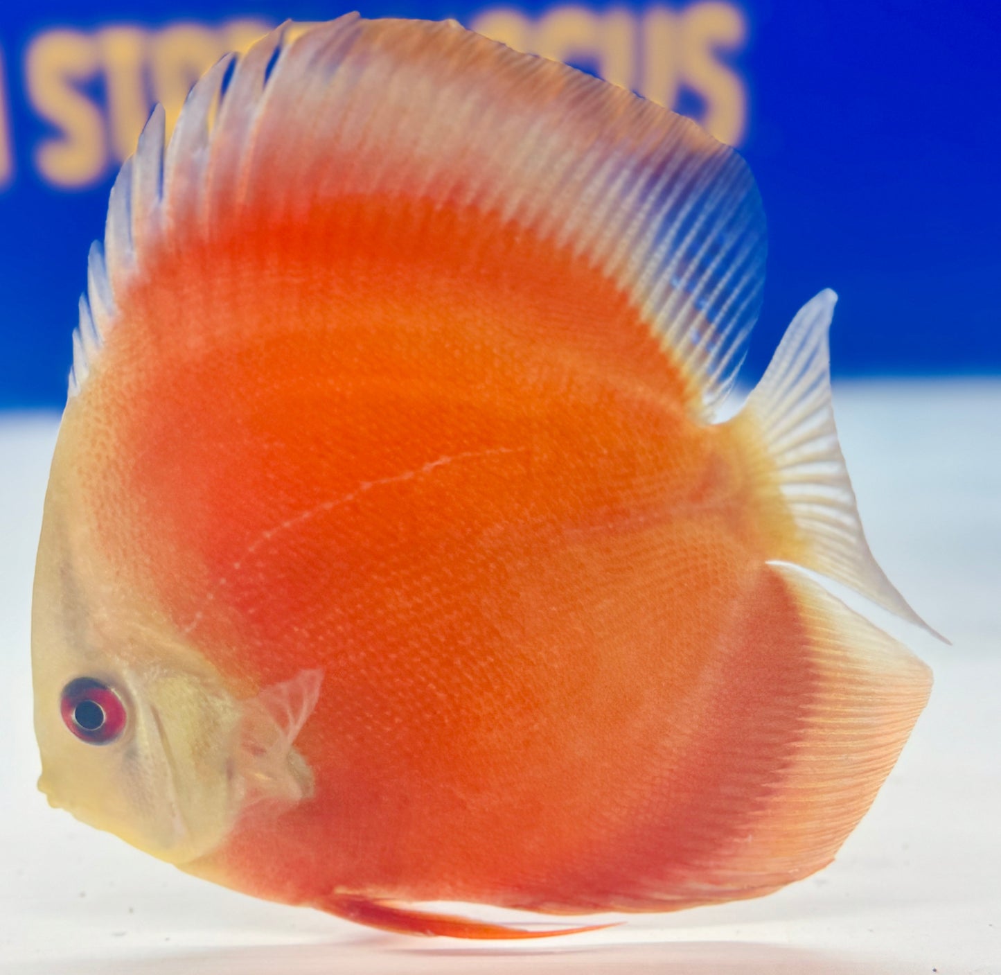Red Cover Discus 4-4.5"