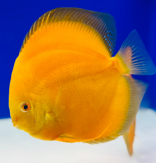 Golden Diamond Premium Discus 6-6.5"
