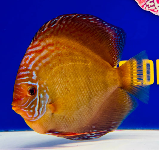 Wild Cross Jumbo Premium Discus 6.5-7.5"