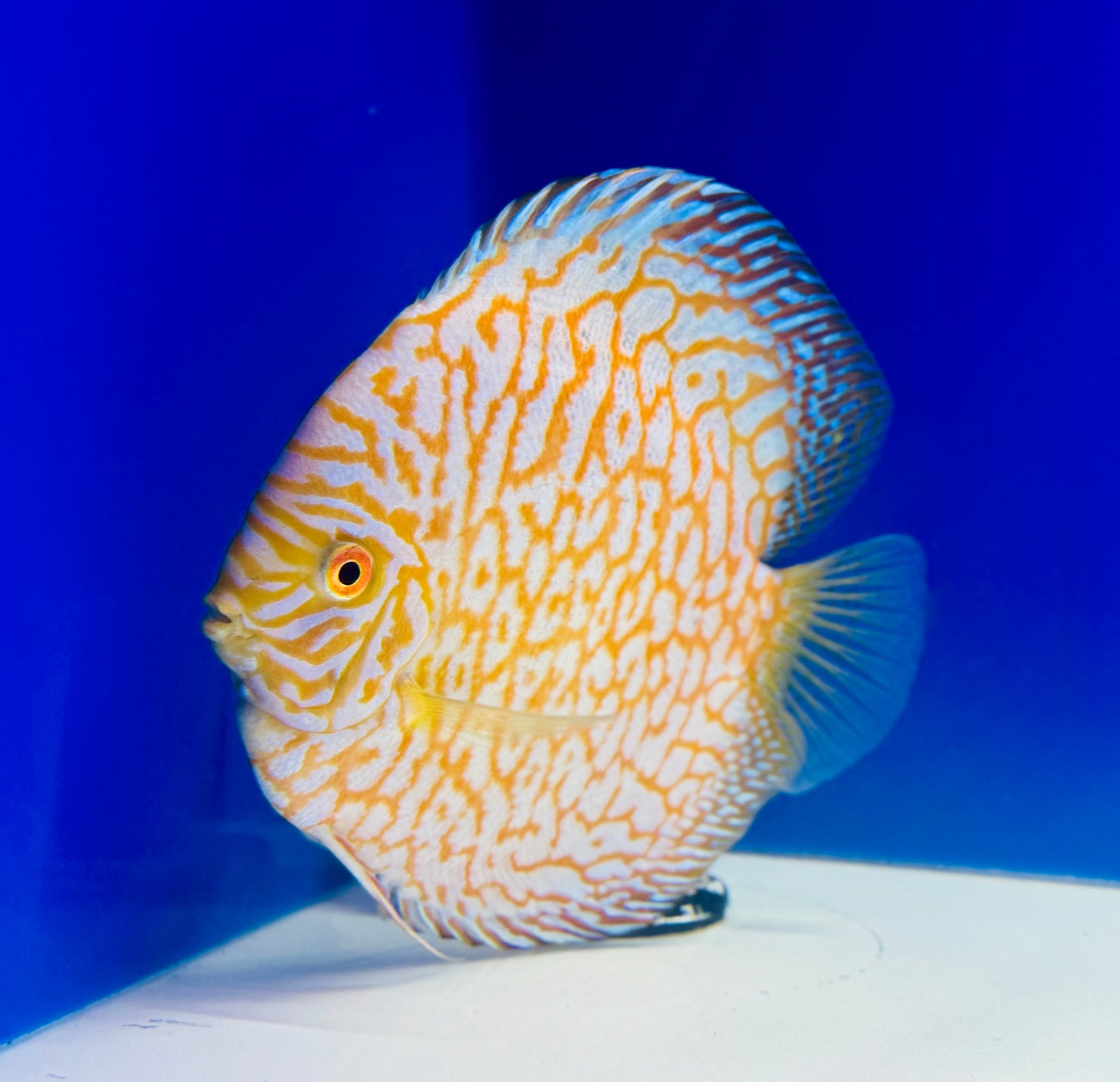 Yellow Majestic Pigeon Checkerboard Jumbo Premium Discus 6.5-7.5"
