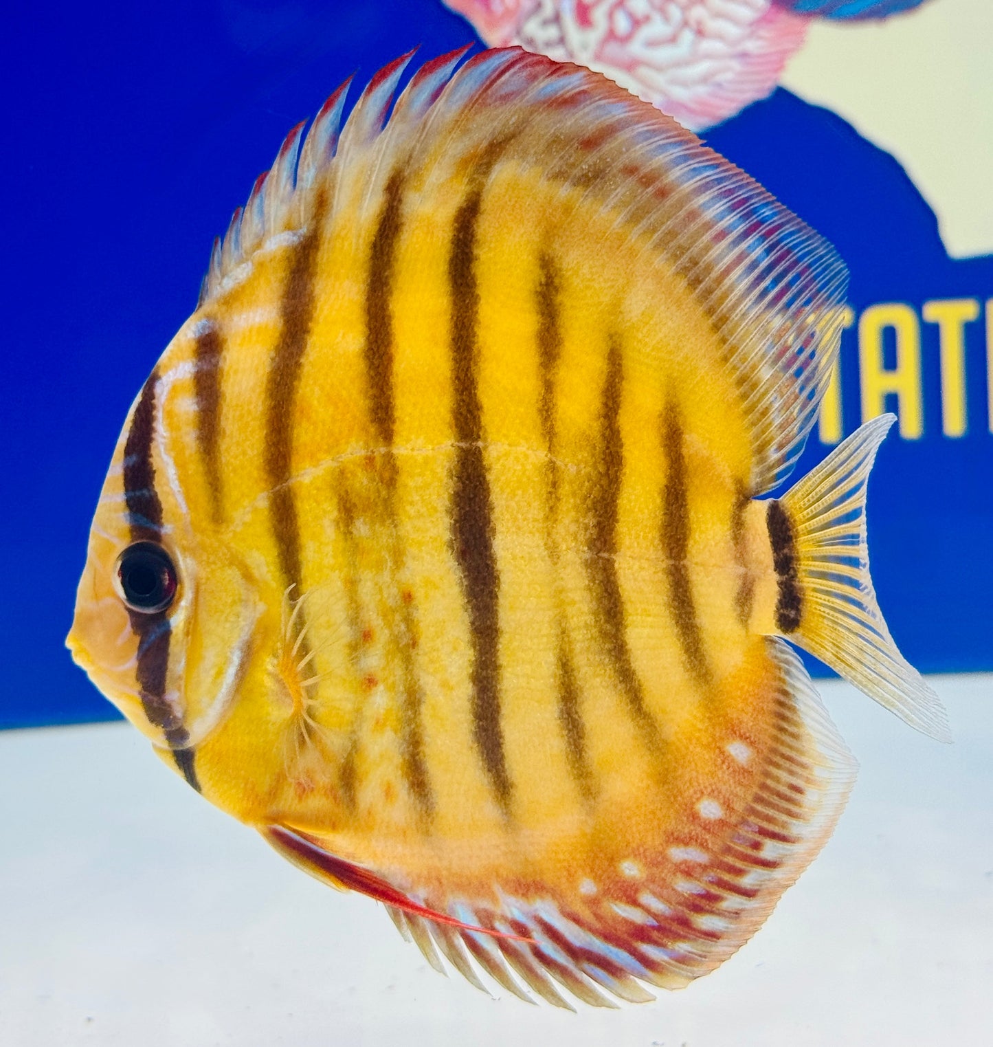 Red Catana KL Discus 5-5.5"