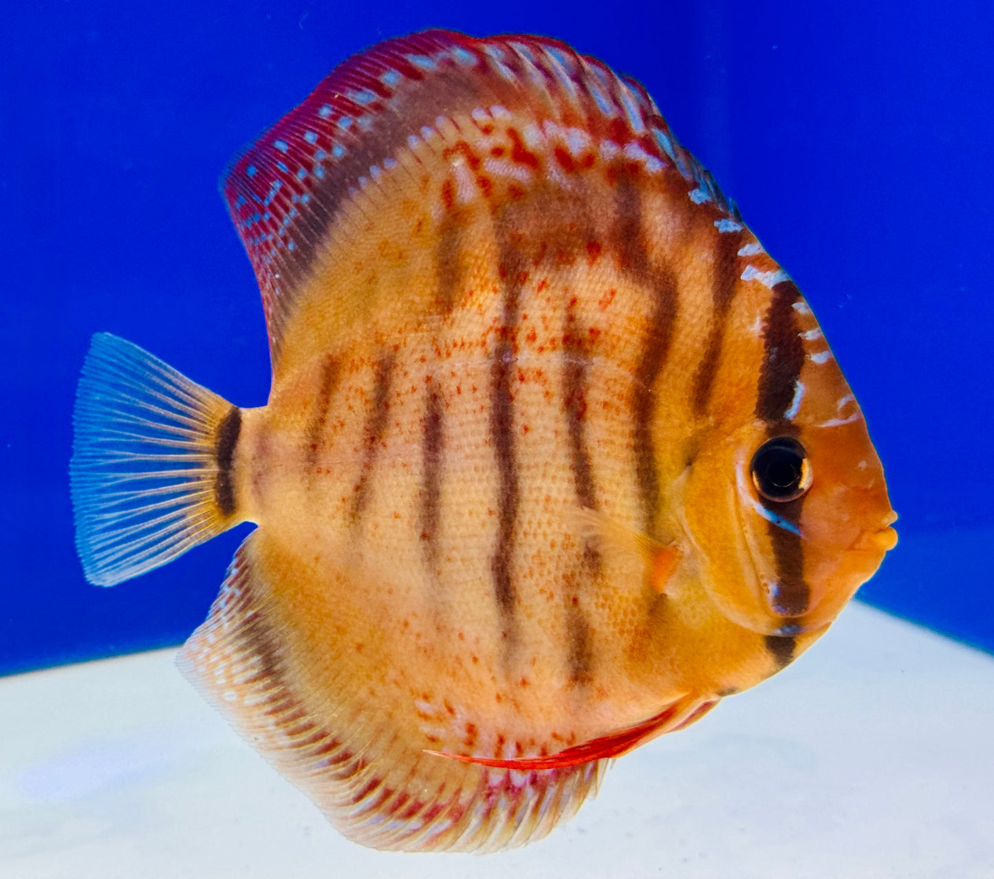 Red Cuipeua Cover KL Discus 5-5.5"