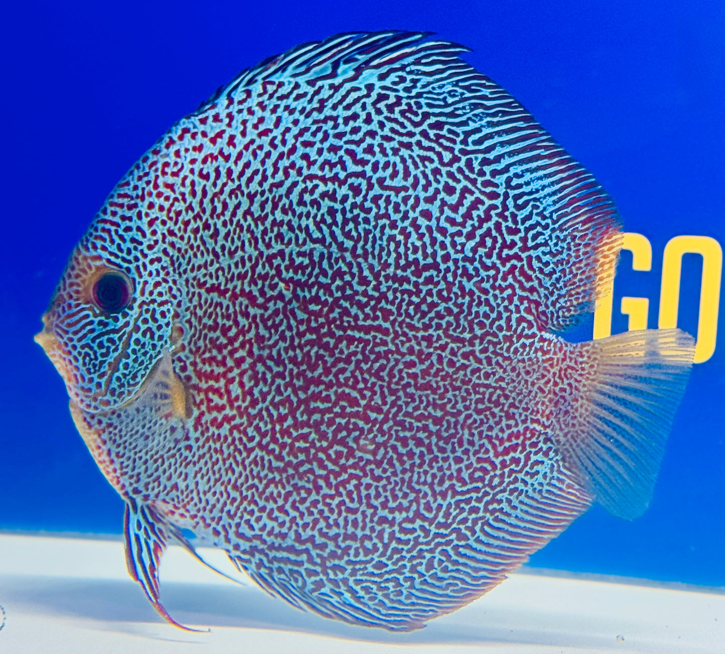 Premium Panthera Discus 6-6.5” (WYSIWYG) #1