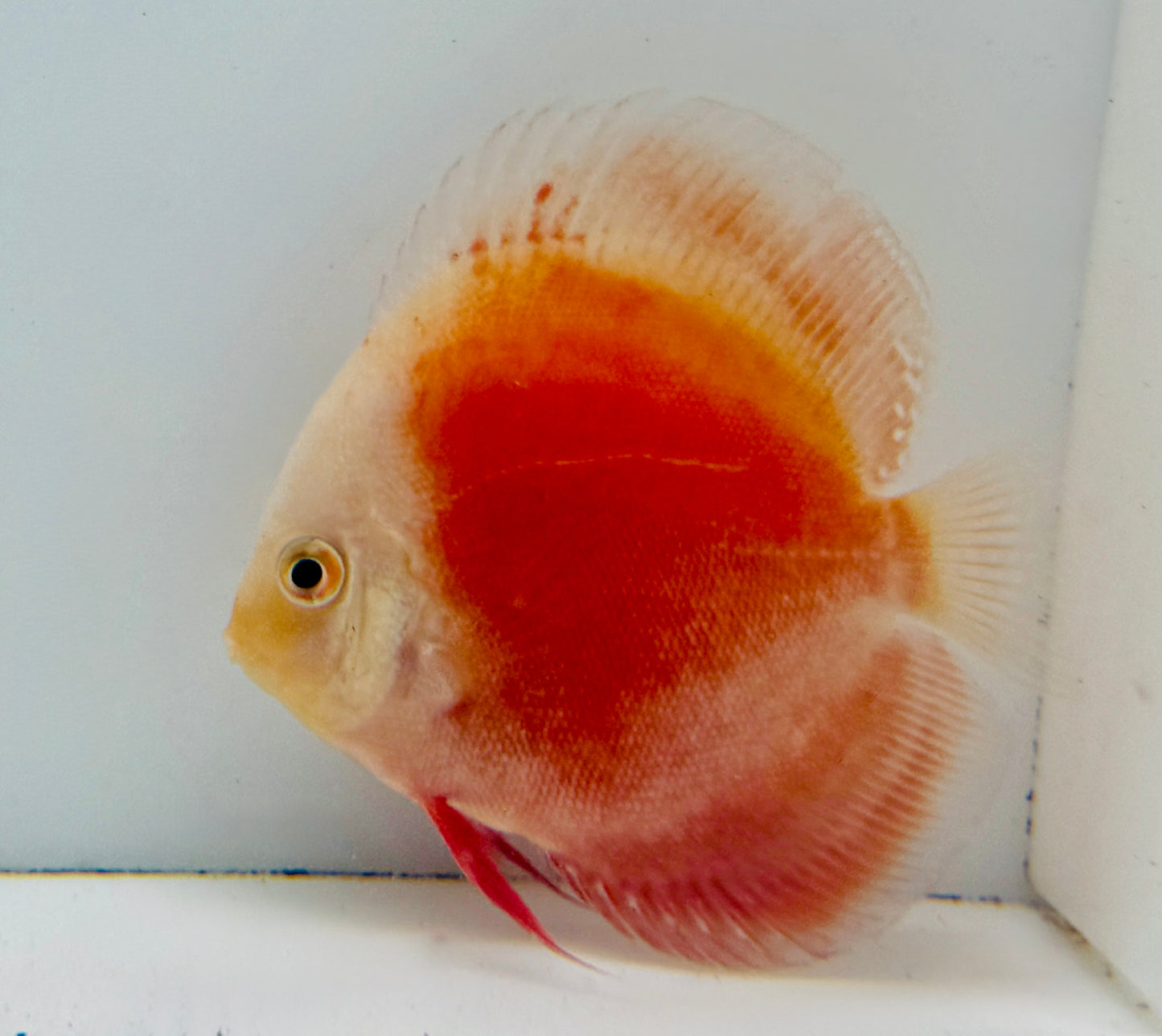 Red White Discus 4-4.5"