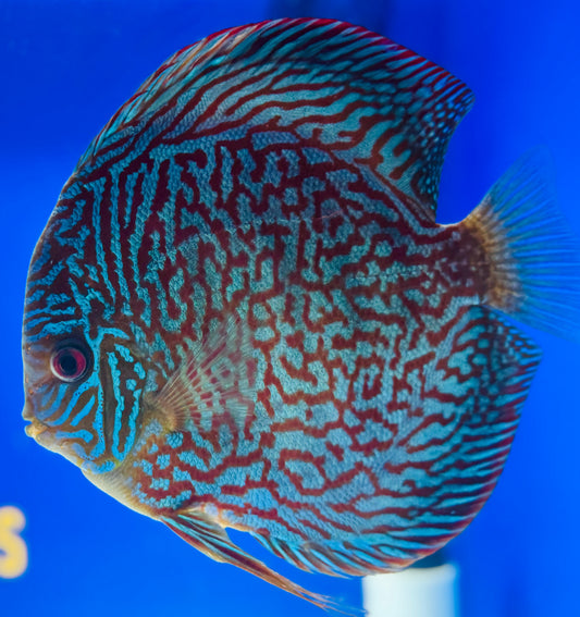Indiana Tiger Jumbo Premium Discus 6.5-7.5"