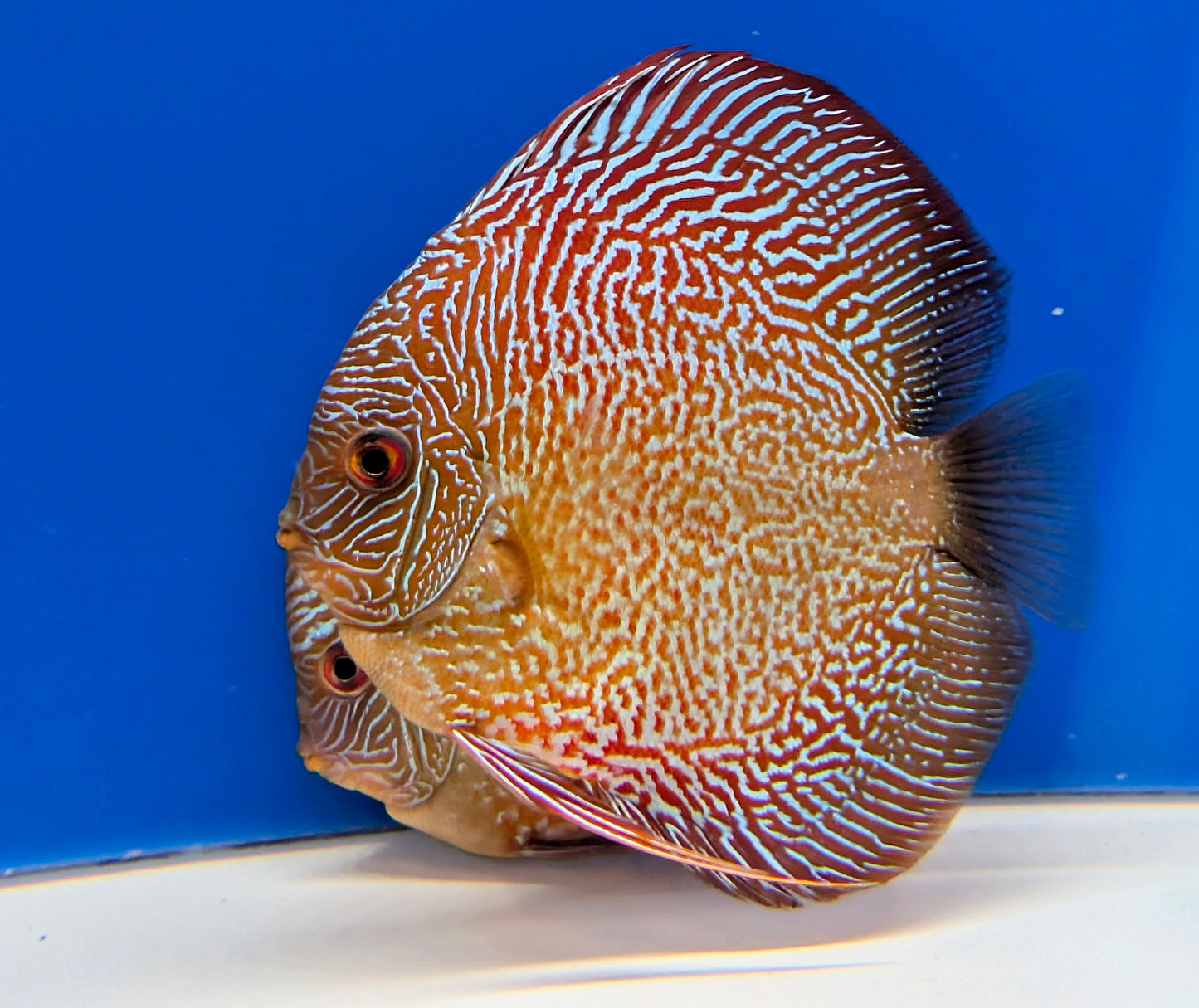 Tiger Snakeskin Discus 5-5.5"