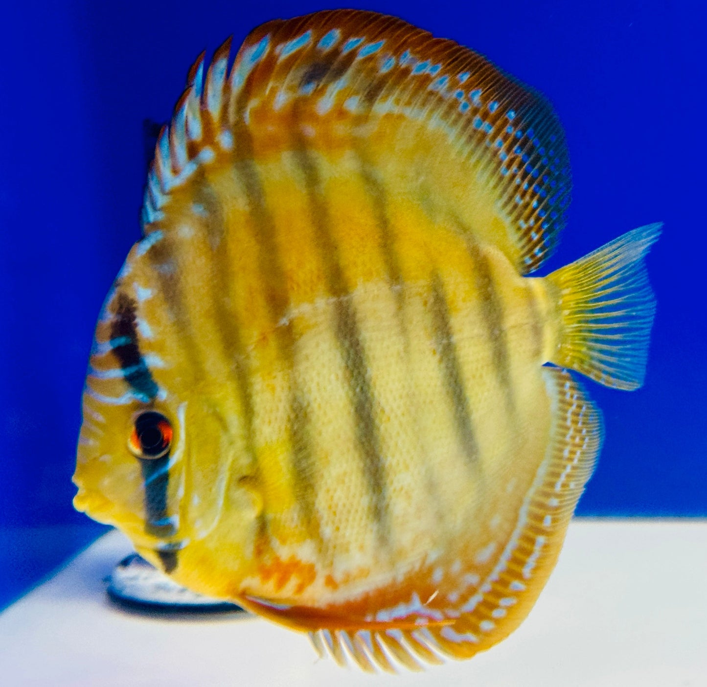 Wild Cross Yellow (Paraconi) KL Discus 5-5.5"