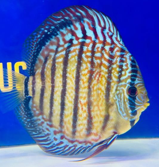Red Spotted KL Discus Premium 6-6.5"