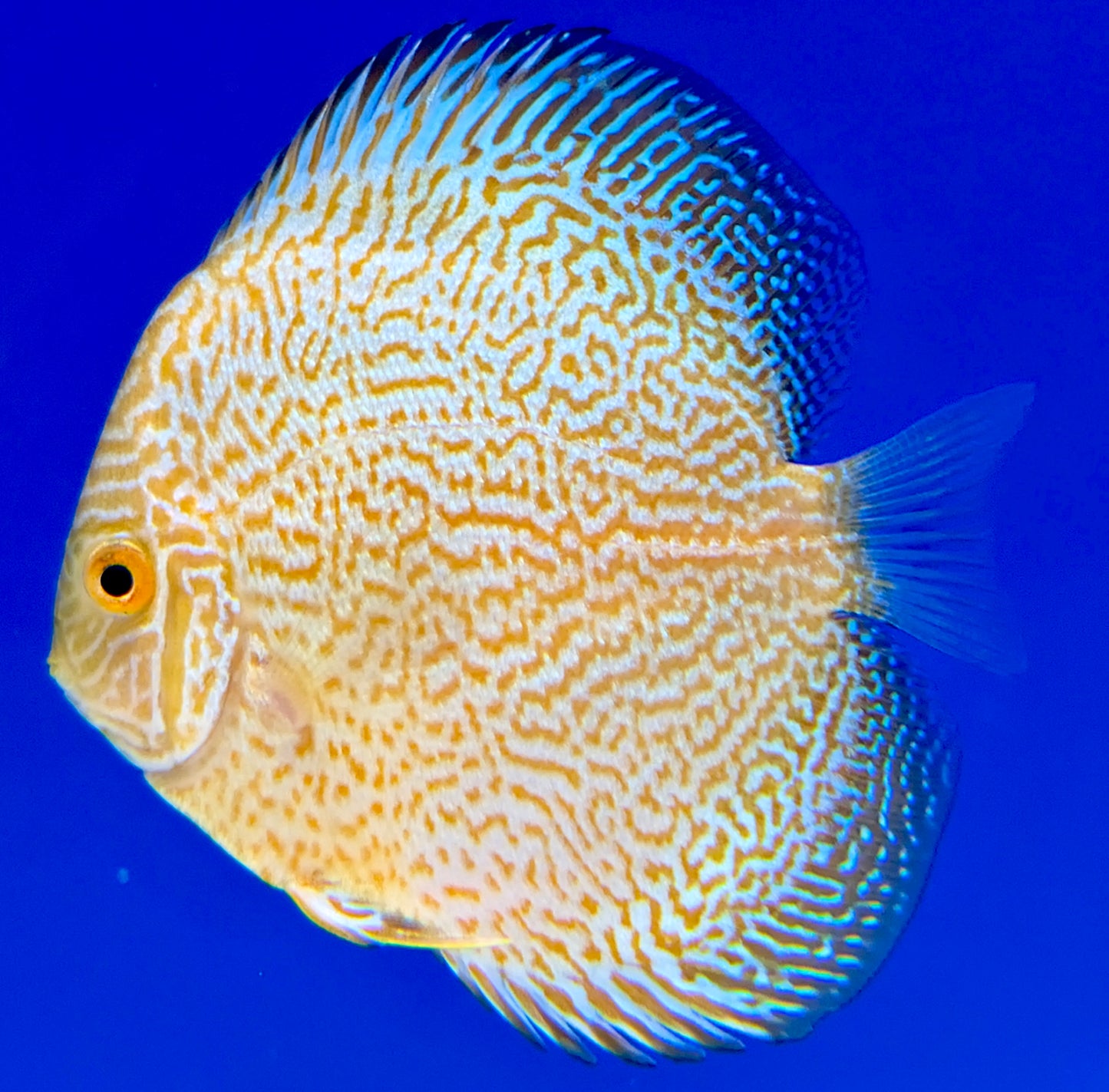 Golden Viper King Discus 4-4.5"