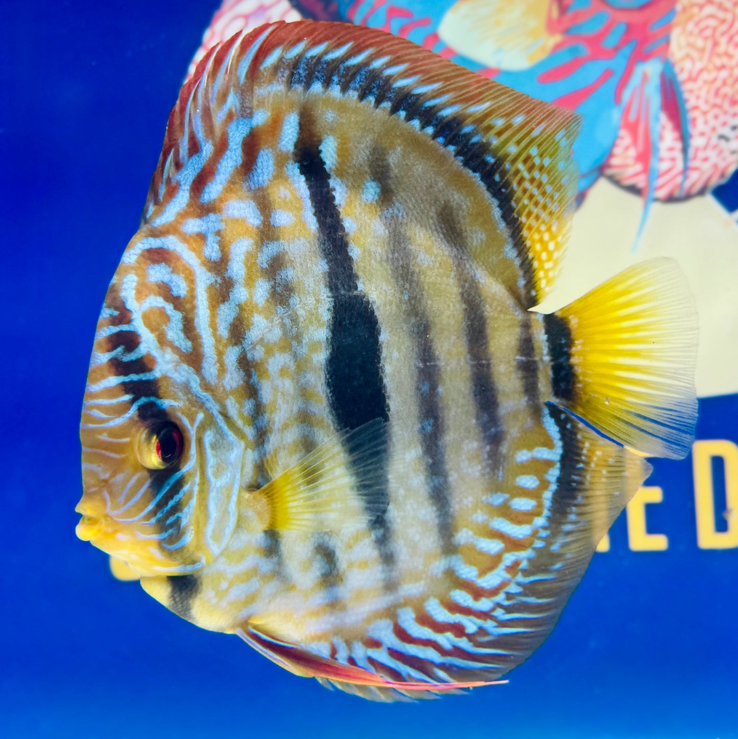 Paraconi Heckle Cross KL Premium Discus 6-6.5"