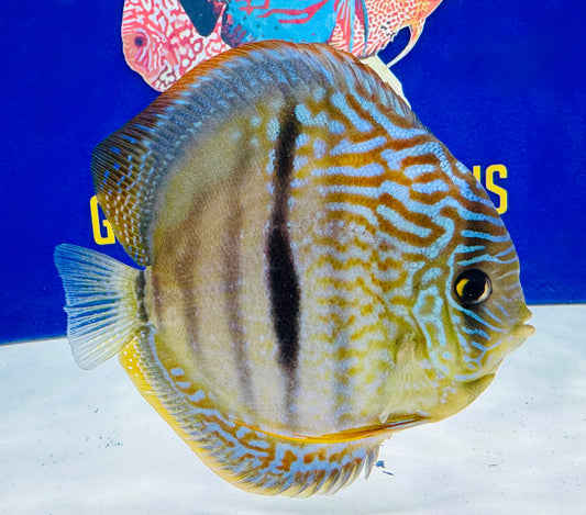 Royal Blue Heckel Cross Jumbo Premium Kl Discus 6.5-7"