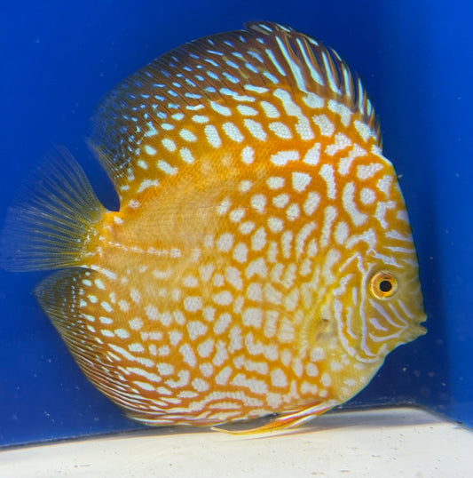 Yellow Pigeon Checkerboard Discus 5-5.5"