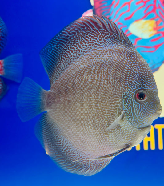 Dragon Snakeskin Jumbo Premium Discus 6.5-7.5"