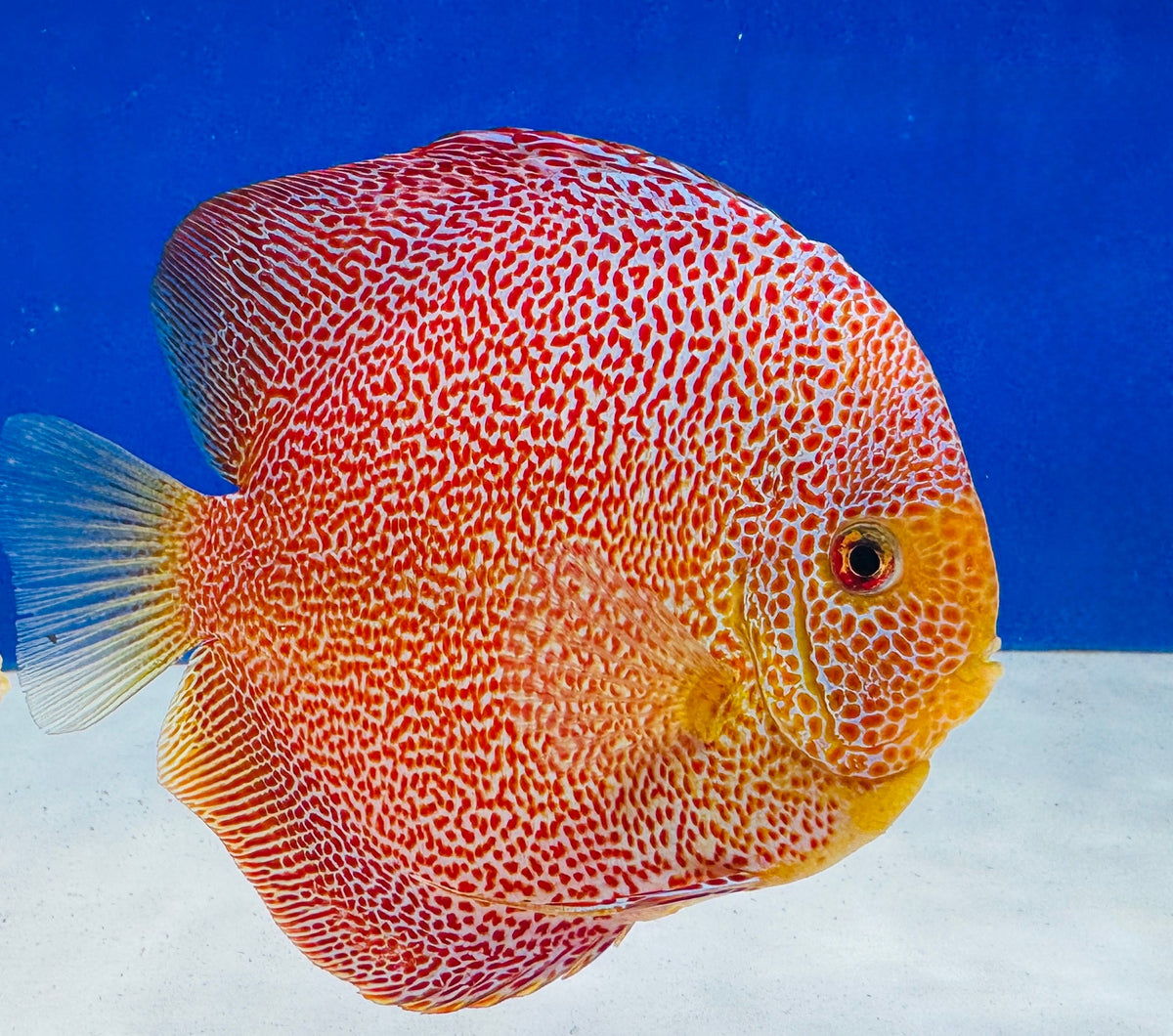 Panthera Premium Discus 6-6.5"