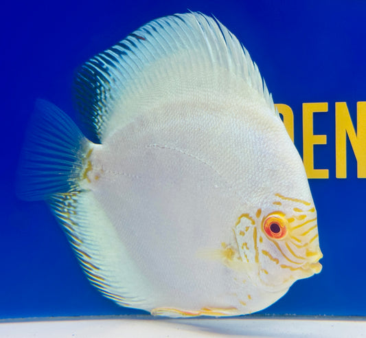 Albino White Butterfly Discus 5-5.5” (WYSIWYG)