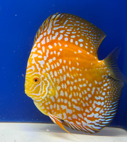 YELLOW PIGEON CHECKERBOARD DISCUS PREMIUM 6-6.5"
