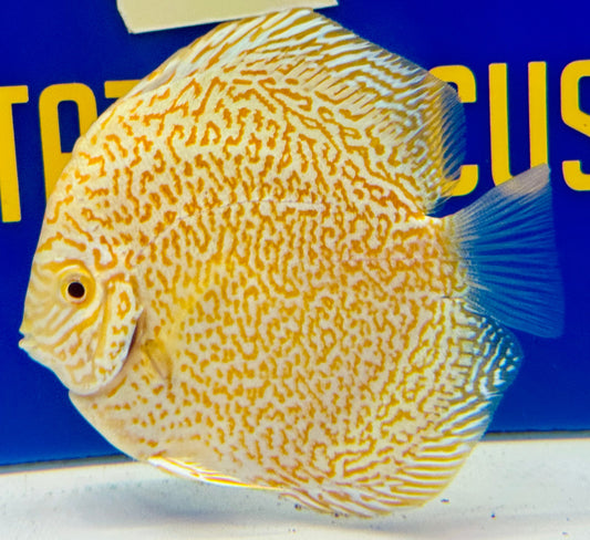 Albino Viper King Discus 4.5-5"