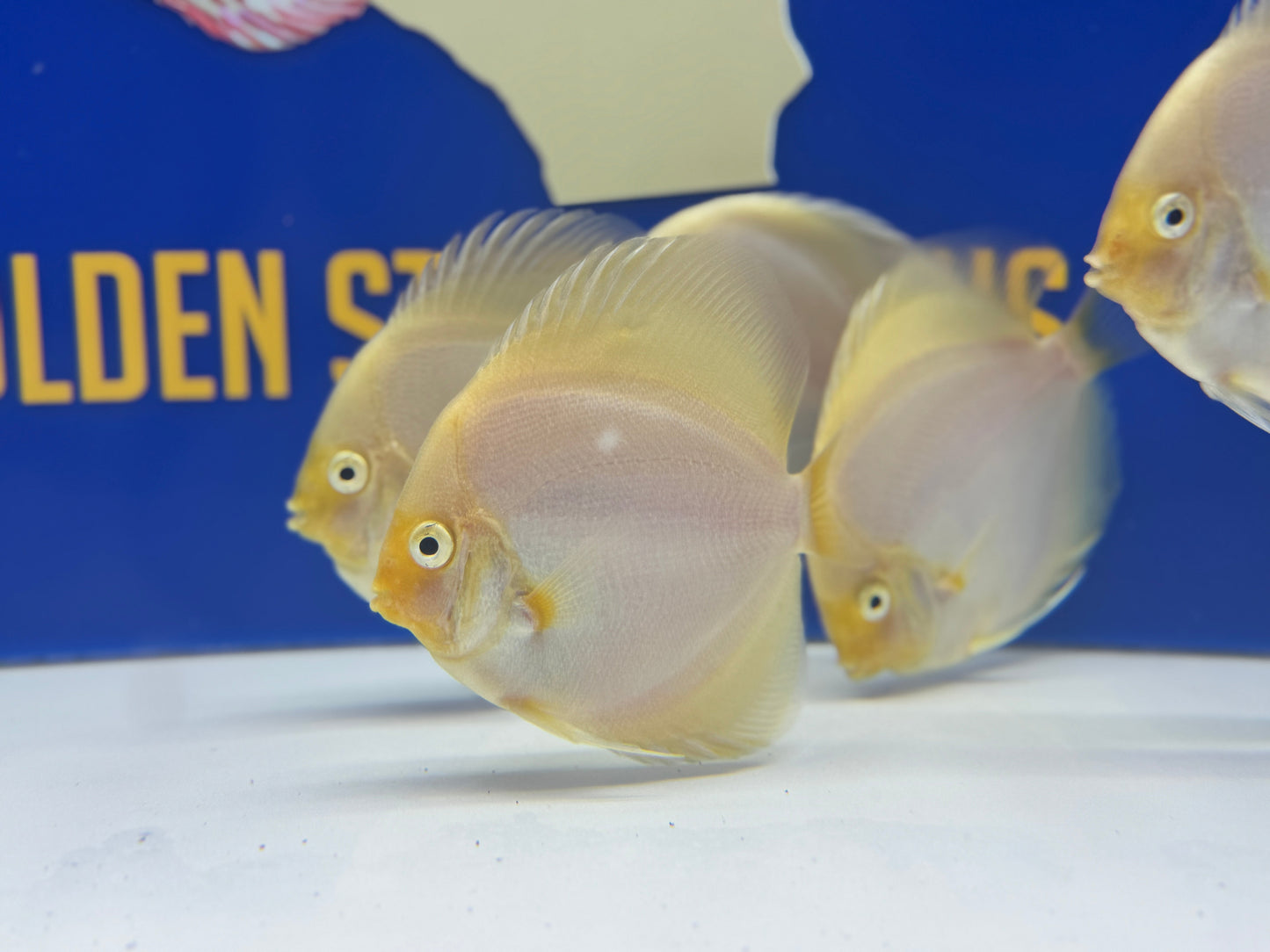 Snow White Discus 4-4.5"
