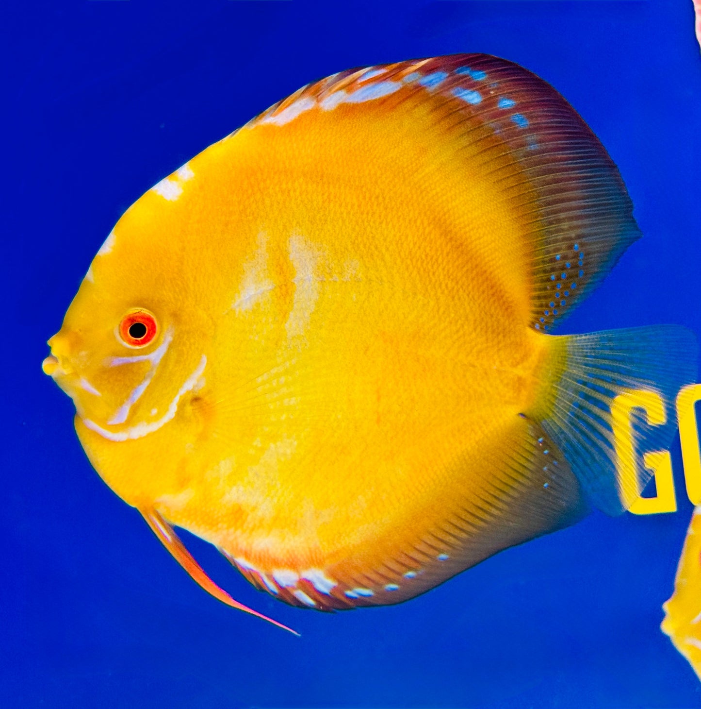 Golden Crystal Premium Discus  6-6.5"