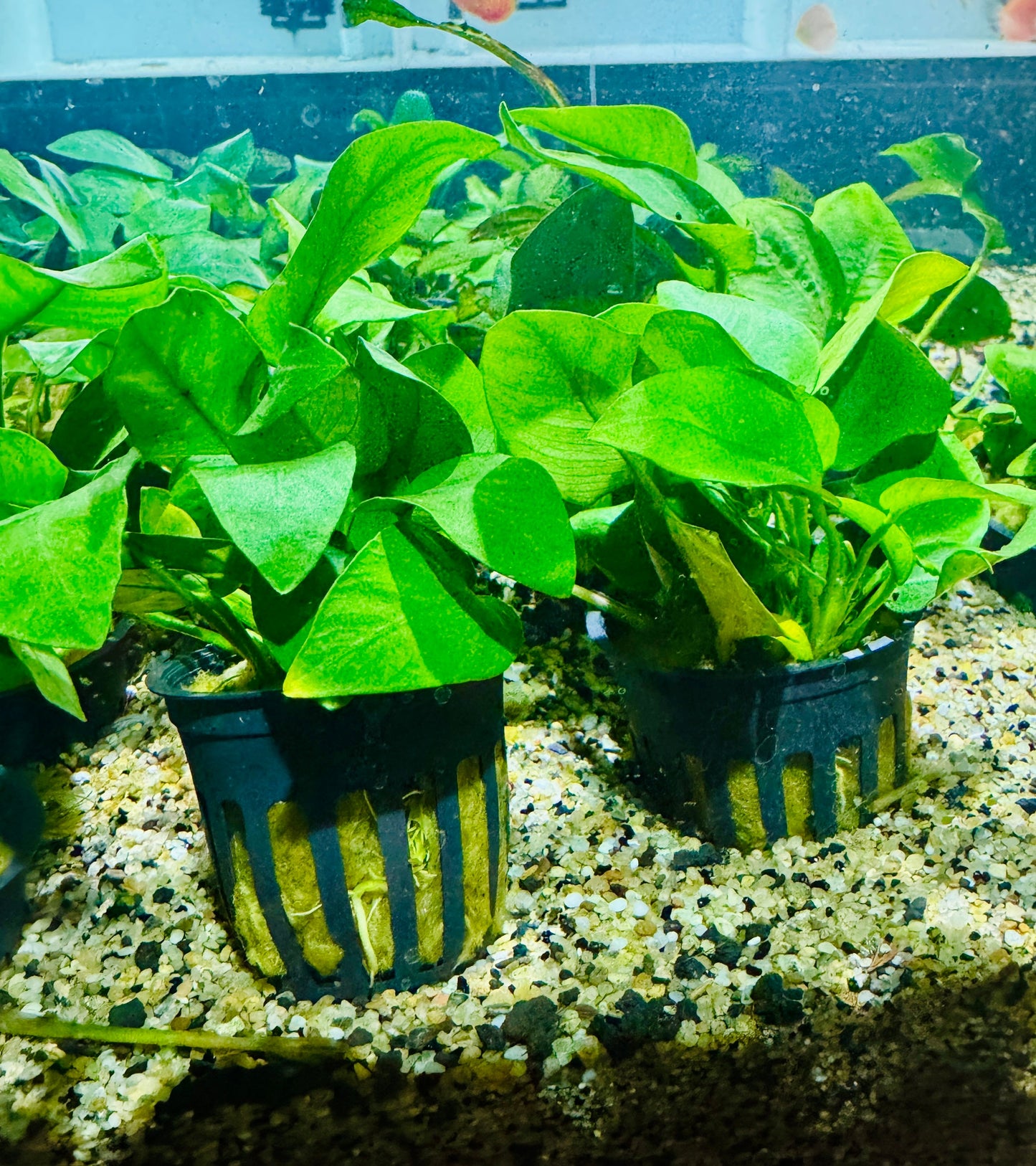 Anubias Nana "Medium Leaf"