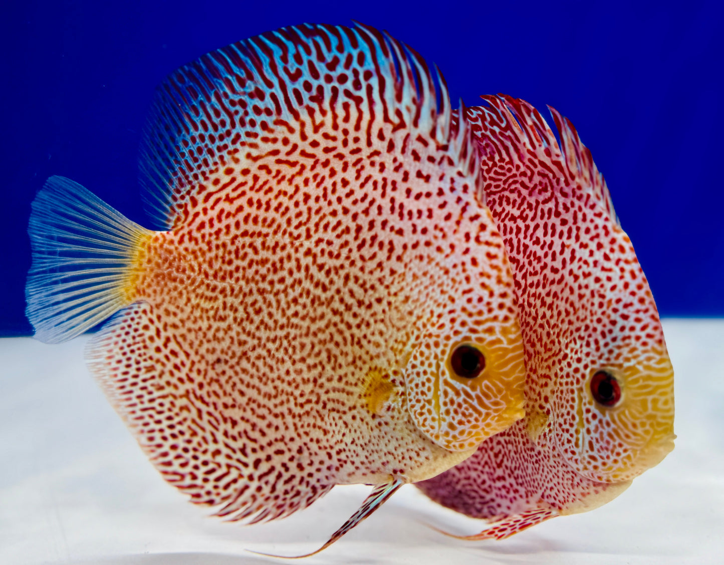 Panthera Discus 5-5.5"