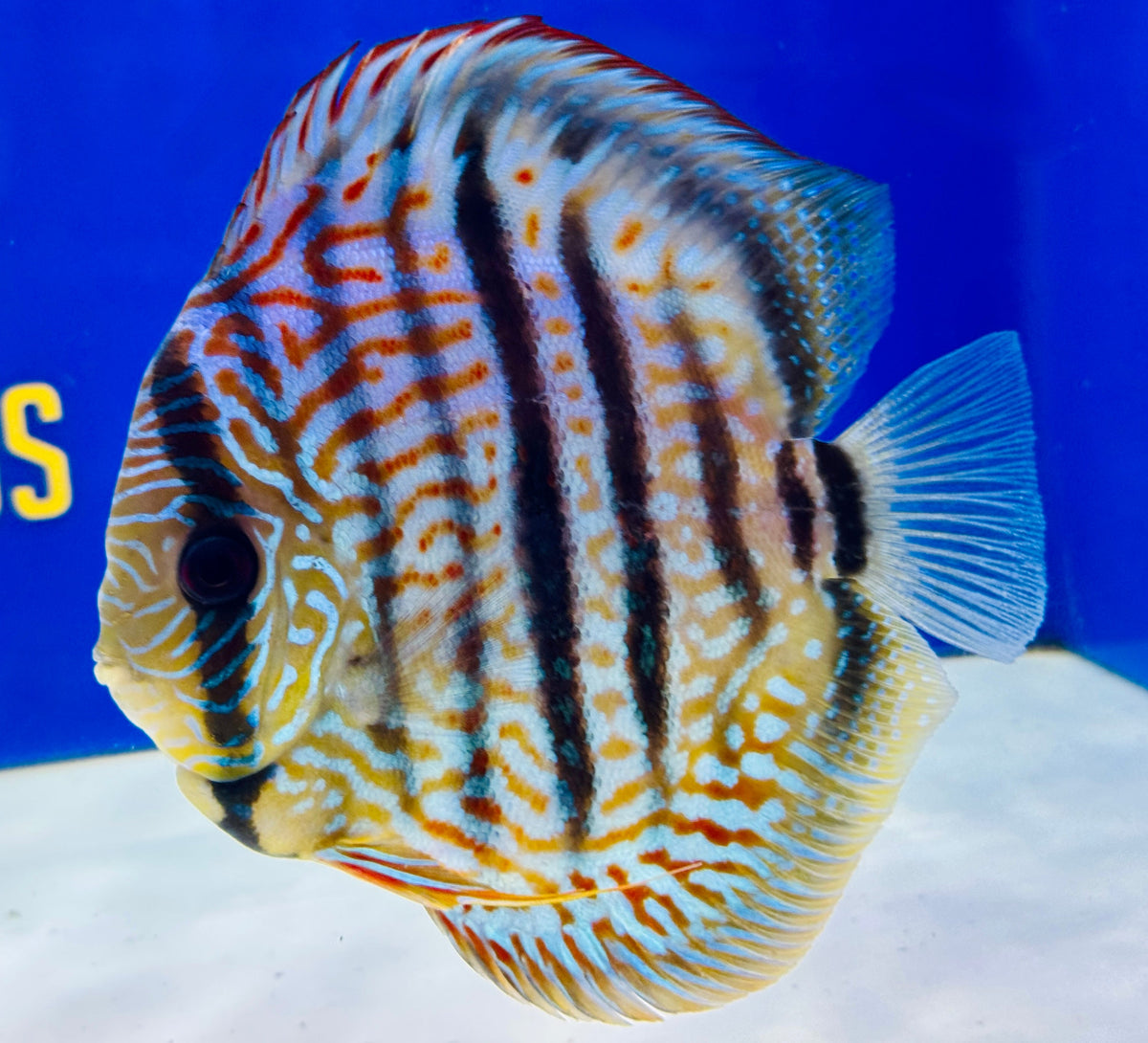 Blue Moon Heckle Cross Premium Kl Discus 6-6.5"
