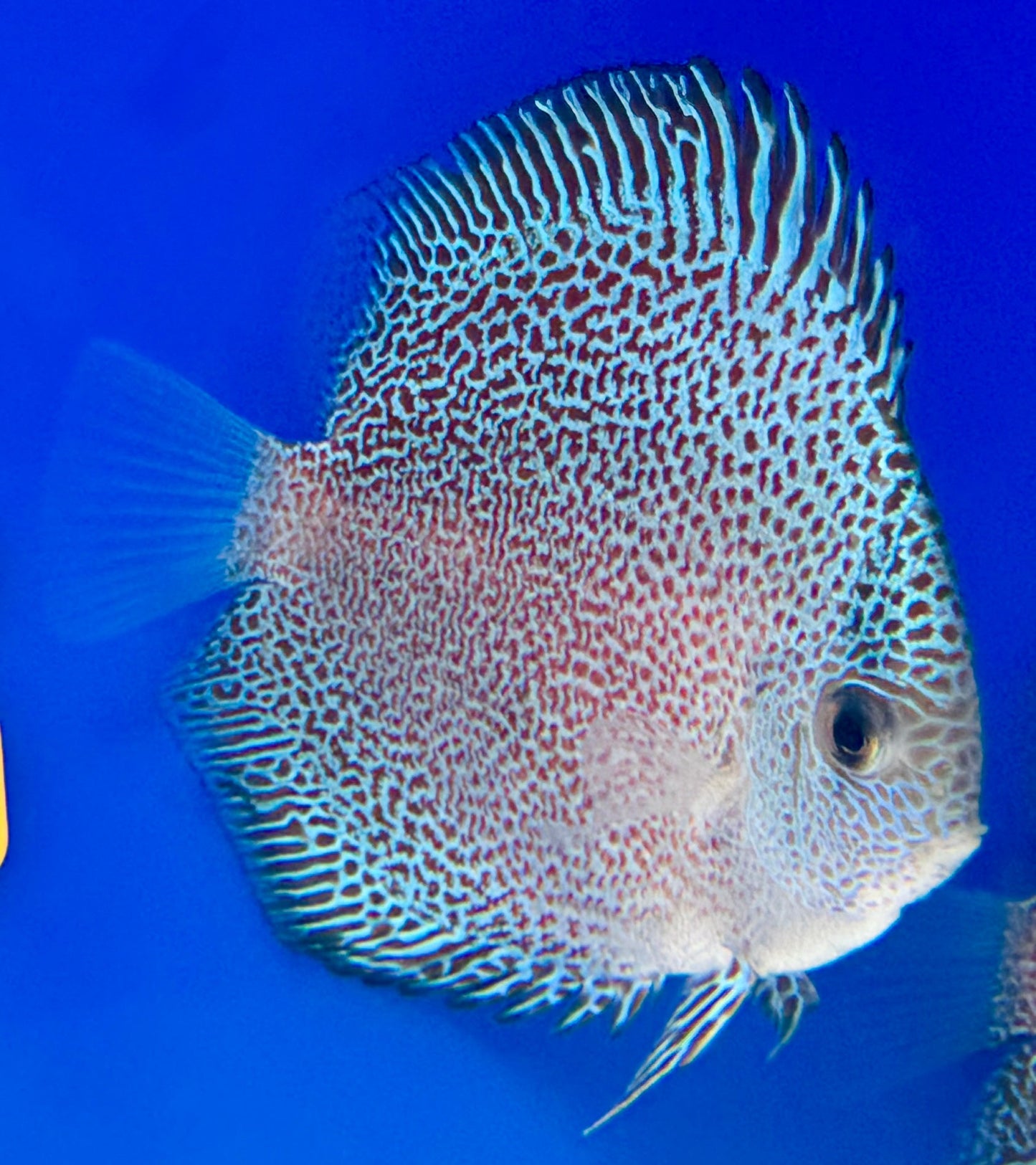 Panthera Discus 3-3.5"
