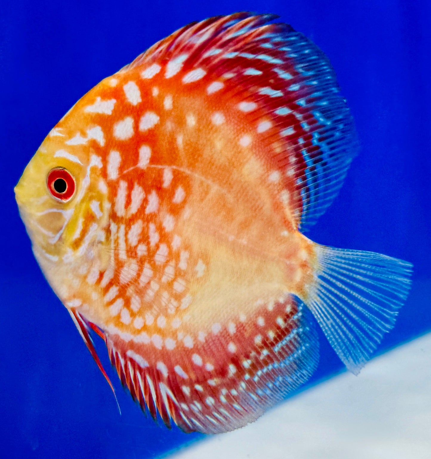 Pigeon Checkerboard Discus 3-3.5"