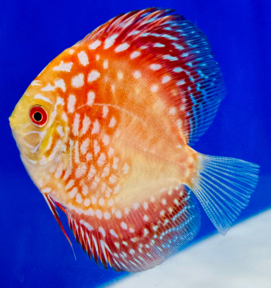 Pigeon Checkerboard Discus 3-3.5"