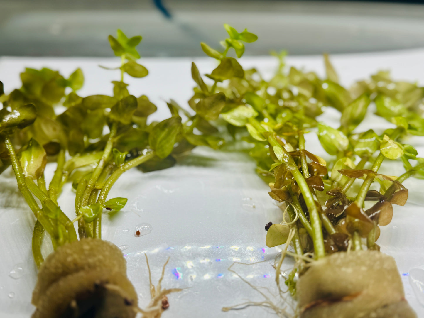 Bacopa Caroliniana "Yellow Flame"