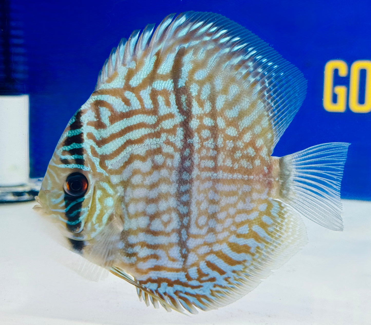 Blue Moon Heckle Cross Discus 4.5-5"