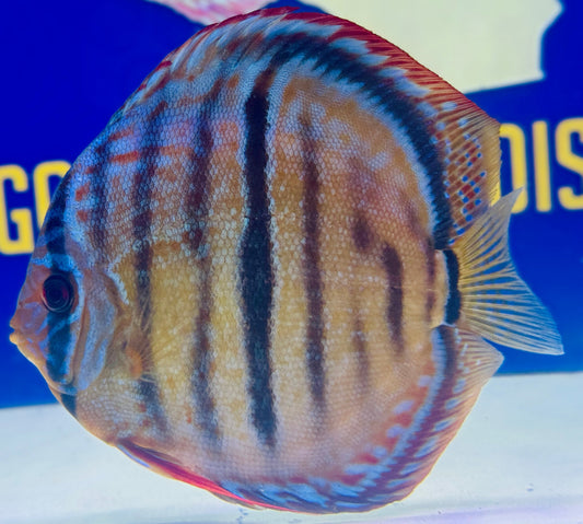 Royal Solid Blue Heckle Cross Premium Discus 6-6.5"