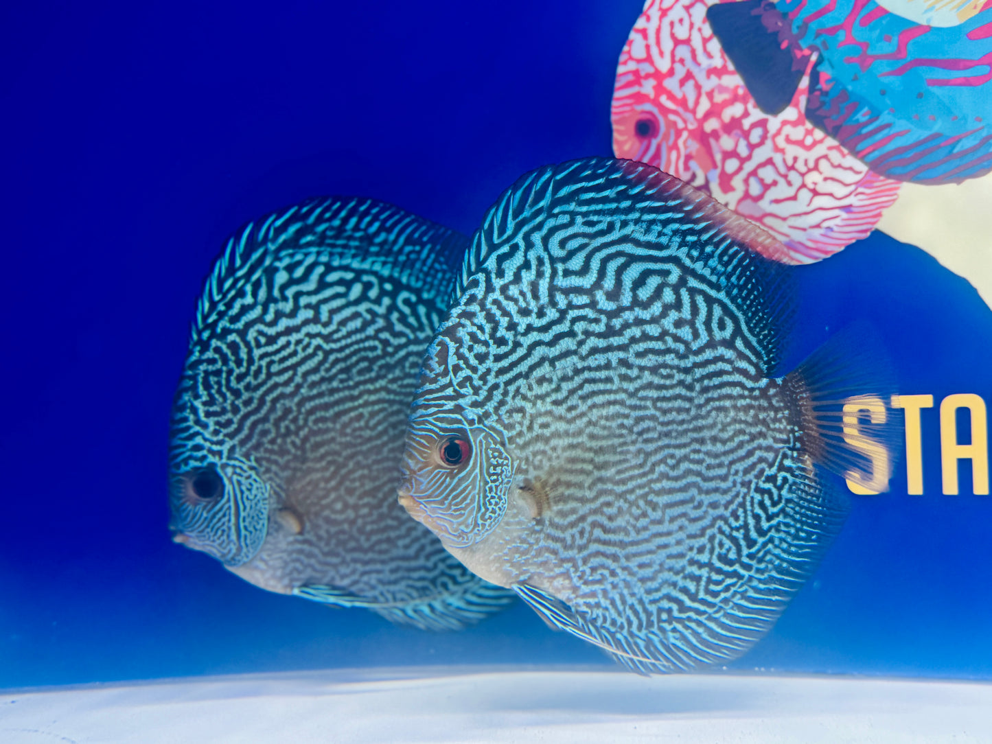 Blue Snakeskin Premium Discus 6-6.5"