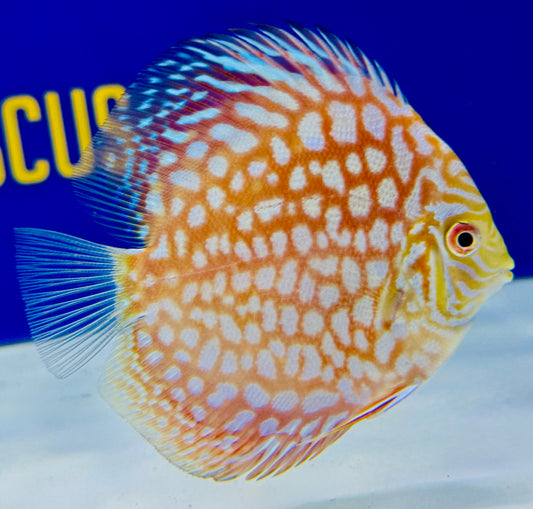 Majestic Pigeon Checkerboard Discus 4-4.5"