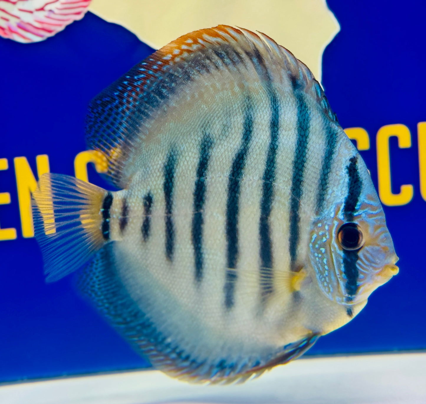 Wild Cross Blue KL Discus 5-5.5"