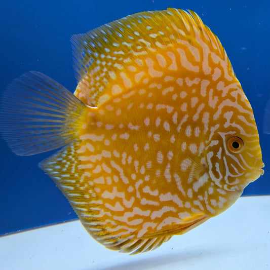 Yellow Pigeon Checkerboard Discus 5-5.5"